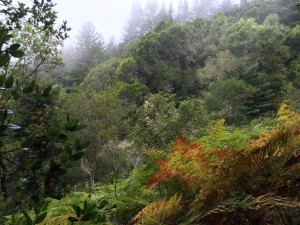 Near the highest point in the race, I kept expecting to see a hobbit