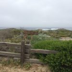 0003_monterey_deer